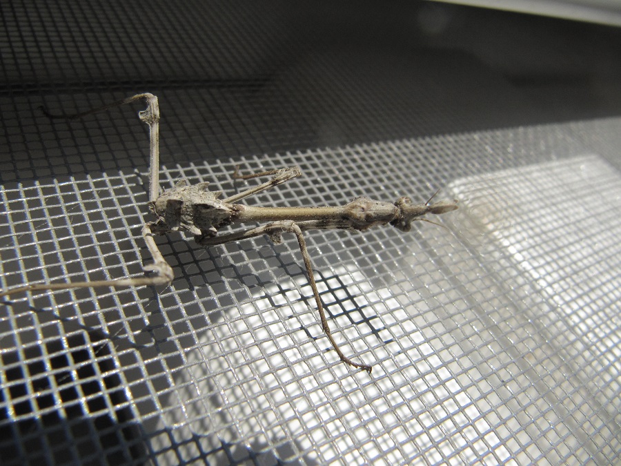 femmina al penultimo stadio di Empusa fasciata (Croazia)